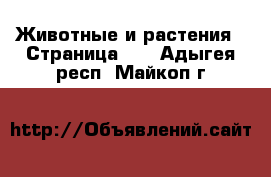  Животные и растения - Страница 14 . Адыгея респ.,Майкоп г.
